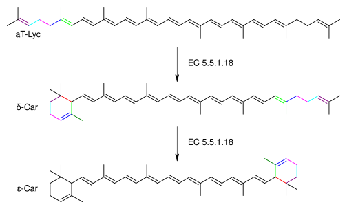 File:Lycopene ε-cyclase2.svg
