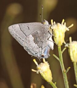 MINISTREAK, LEDA (Ministrymon leda) (10-18-12) winter form, blue haven road, patagonia, scc, az (9424773790).jpg