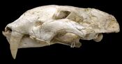 Machairodus aphanistus male skull 01- Batallones fossil sites, Torrejón de Velasco, Madrid, Spain.jpg