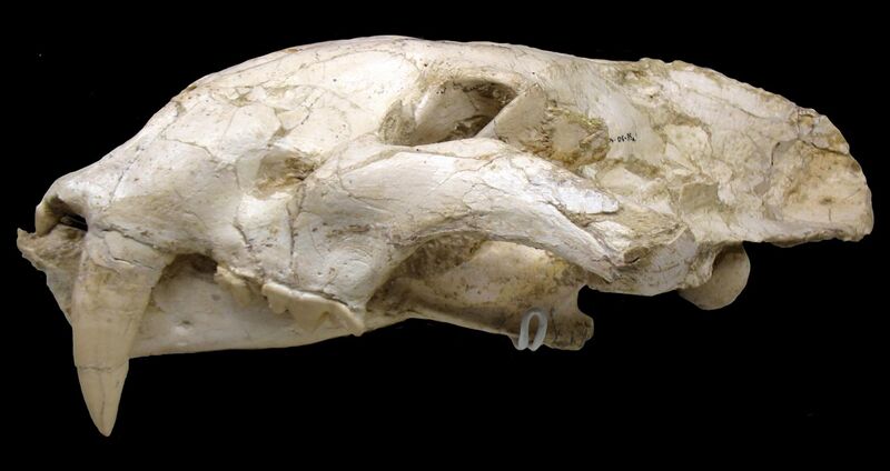 File:Machairodus aphanistus male skull 01- Batallones fossil sites, Torrejón de Velasco, Madrid, Spain.jpg