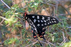 Madagascar giant swallowtail (Pharmacophagus antenor).jpg