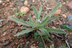 Matthiola parviflora kz13.jpg