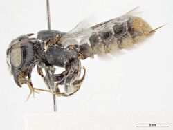 Megachile variabilis f.jpg