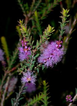 Melaleuca decussata purple flowers.jpg