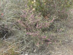 Melaleuca suberosa habit.jpg