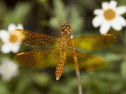 Mexican Amberwing, Perithemis intensa, male.jpg