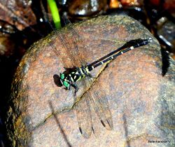 Microgomphus souteri by Bala Chandran.jpg