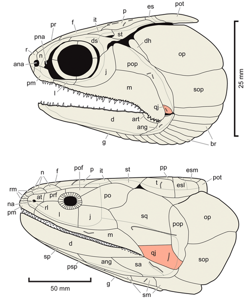 File:Mimipiscis Eusthenopteron skulls quadratojugal.png