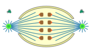 File:Mitosis classification semiopen orthomitoses.svg