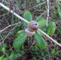 Myrtle-oak-acorns (8685801809).gif