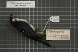 Naturalis Biodiversity Center - RMNH.AVES.135880 1 - Myiagra galeata seranensis Stresemann, 1914 - Monarchidae - bird skin specimen.jpeg