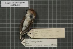 Naturalis Biodiversity Center - RMNH.AVES.22199 2 - Gerygone ruficollis insperata De Vis, 1892 - Acanthizidae - bird skin specimen.jpeg