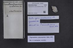 Naturalis Biodiversity Center - RMNH.MOL.216163 - Trigonaphera stenomphala Habe, 1961 - Cancellariidae - Mollusc shell.jpeg