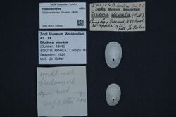 Naturalis Biodiversity Center - ZMA.MOLL.300982 - Diodora elevata (Dunker, 1846) - Fissurellidae - Mollusc shell.jpeg