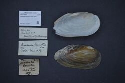 Naturalis Biodiversity Center - ZMA.MOLL.418497 - Pyganodon lacustris (Lea, 1857) - Unionidae - Mollusc shell.jpeg
