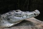 Neuguinea-krokodil-0272.jpg