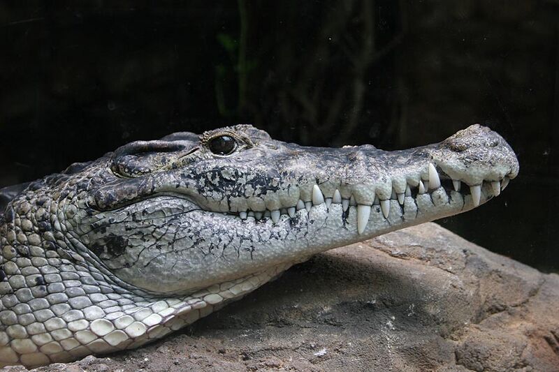 File:Neuguinea-krokodil-0272.jpg