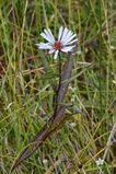 New York Aster (Symphyotrichum novi-belgii) - Gros Morne National Park, Newfoundland 2019-08-17 (01).jpg