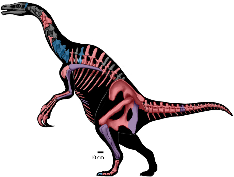 File:Nothronychus sp. skeletal reconstruction.png