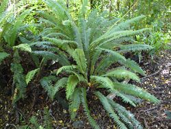 Nz crown fern.jpg