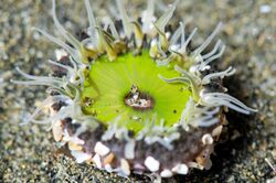 Oulactis anemone piha.jpg