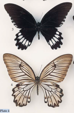 Papilio jordani. Male above, female below. Both collected from North Sulawesi.png