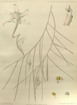 Papilionanthe uniflora (as Aerides longicornu) - The Orchids of the Sikkim-Himalaya pl 281 (1898).jpg