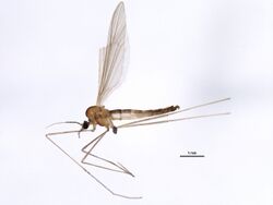 Paracladura trichoptera.jpg