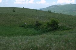 Pelatea klugiana habitat podgorje01.jpg