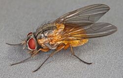 Phaonia rufiventris, Trevor Quarry, North Wales, June 2010 (16595237517).jpg