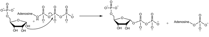SN2 mechanism of phosphoribosyl pyrophosphate synthetase