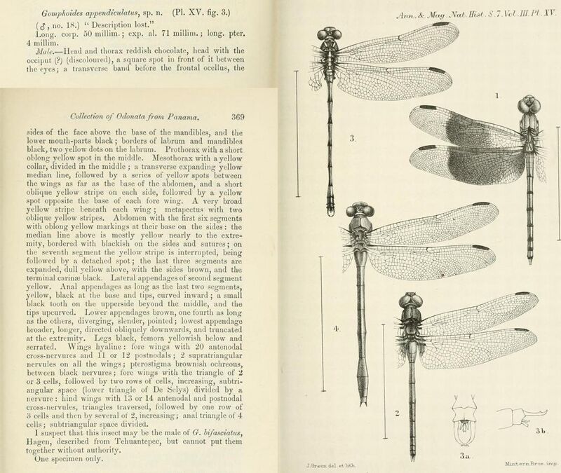 The original description of Phyllogomphoides appendiculatus by W.F. Kirby in 1899[1]