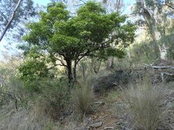 Pittosporum undulatum (habit).jpg