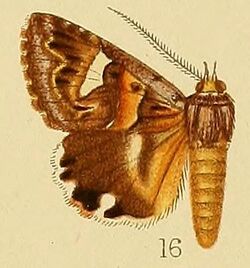 Pl.226-16-Cerocala sokotrensis Hampson, 1899.JPG
