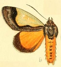 Pl.54-09-Tuerta chrysochlora Walker, 1869.JPG