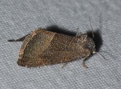 Plagiomimicus spumosum - Frothy Moth (14852367589).jpg