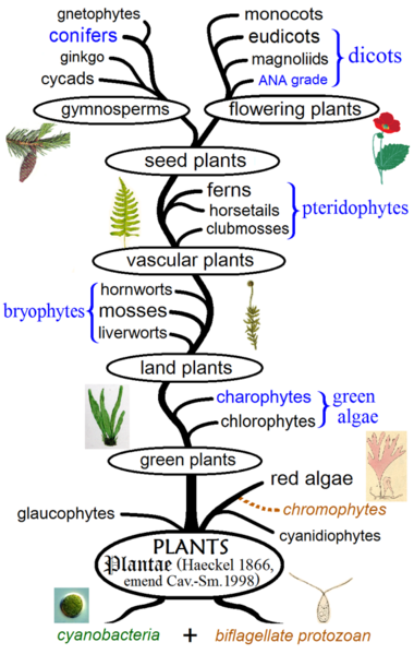 File:Plant phylogeny.png