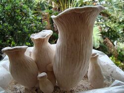 Pleurotus nebrodensis 30057.jpg