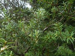 Podocarpus cunninghamii 11.JPG