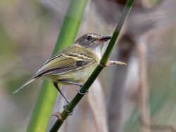 Poecilotriccus fumifrons - Smoky-fronted Tody-Flycatcher; Caxias, Maranhão, Brazil.jpg