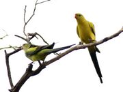 Two yellow parrots with black tails, wing edges, and backs