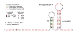 Pseudomon-1-RNA.svg