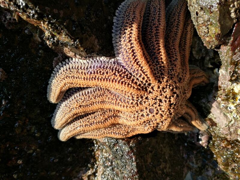 File:Reefstar Stichaster australis, Rock Point Wellington 08-16.jpg