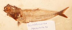 Scombroclupea macrophtalma 3445.JPG