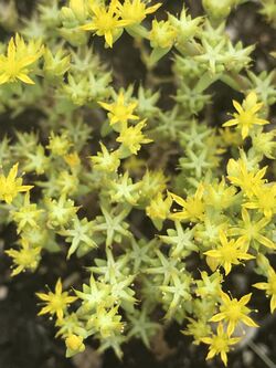 Sedum nuttallii.jpg