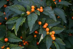 Solanum pseudocapsicum04.jpg
