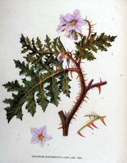Solanum sisymbrifolium01.jpg
