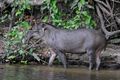 South American tapir (Tapirus terrestris).JPG