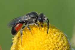 Sphecodes.monilicornis.-.lindsey.jpg