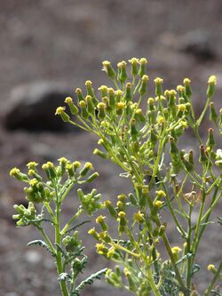 Starr 060929-0680 Senecio sylvaticus.jpg